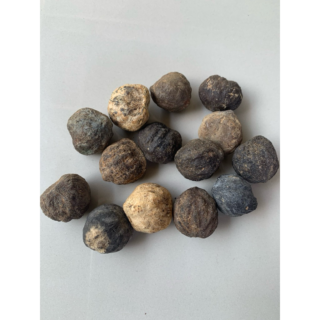 

buah kemiri 1 Kg ada cangkang. Rempah - Rempah Sumatra Barat