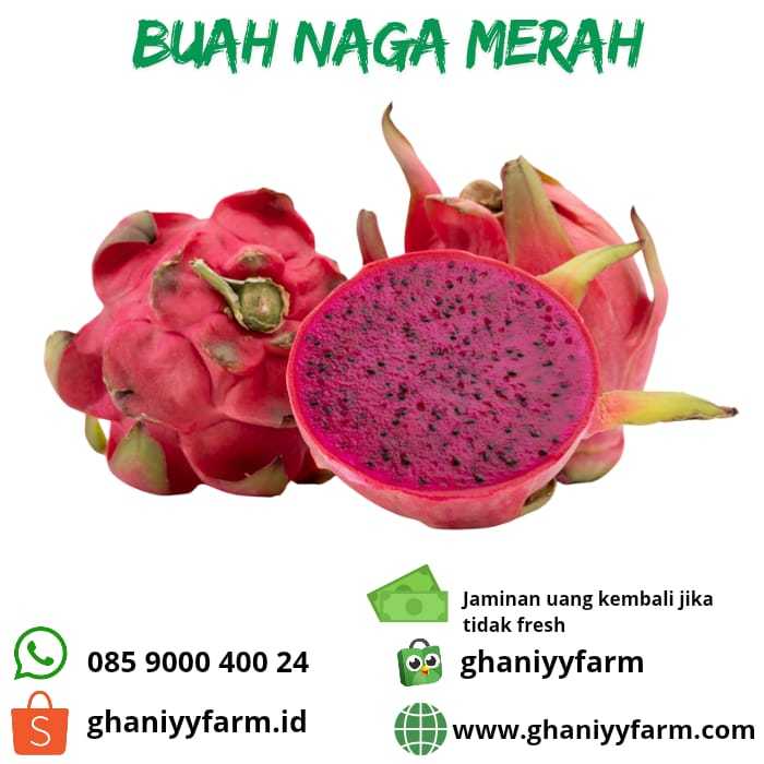 

Buah Naga Merah 1kg