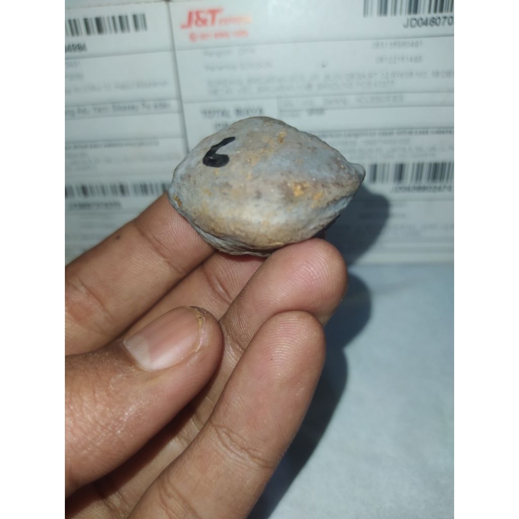 Muncang adu Jayanti gogog original ko Dede stok terbatas