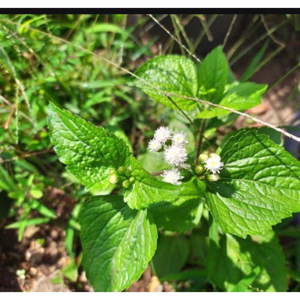 

daun bandotan atau badodotan ber 1kg