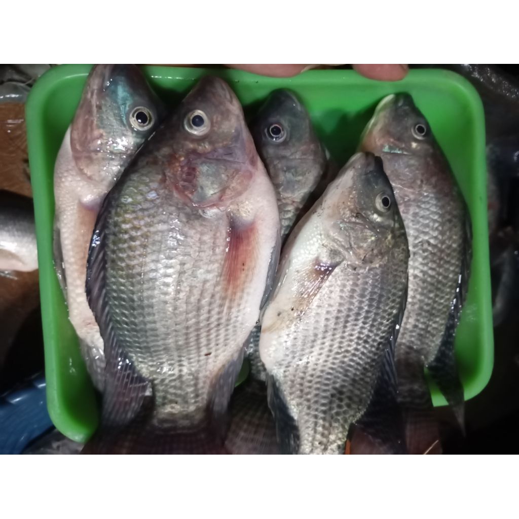 

ikan nila segar 1kg isi 5