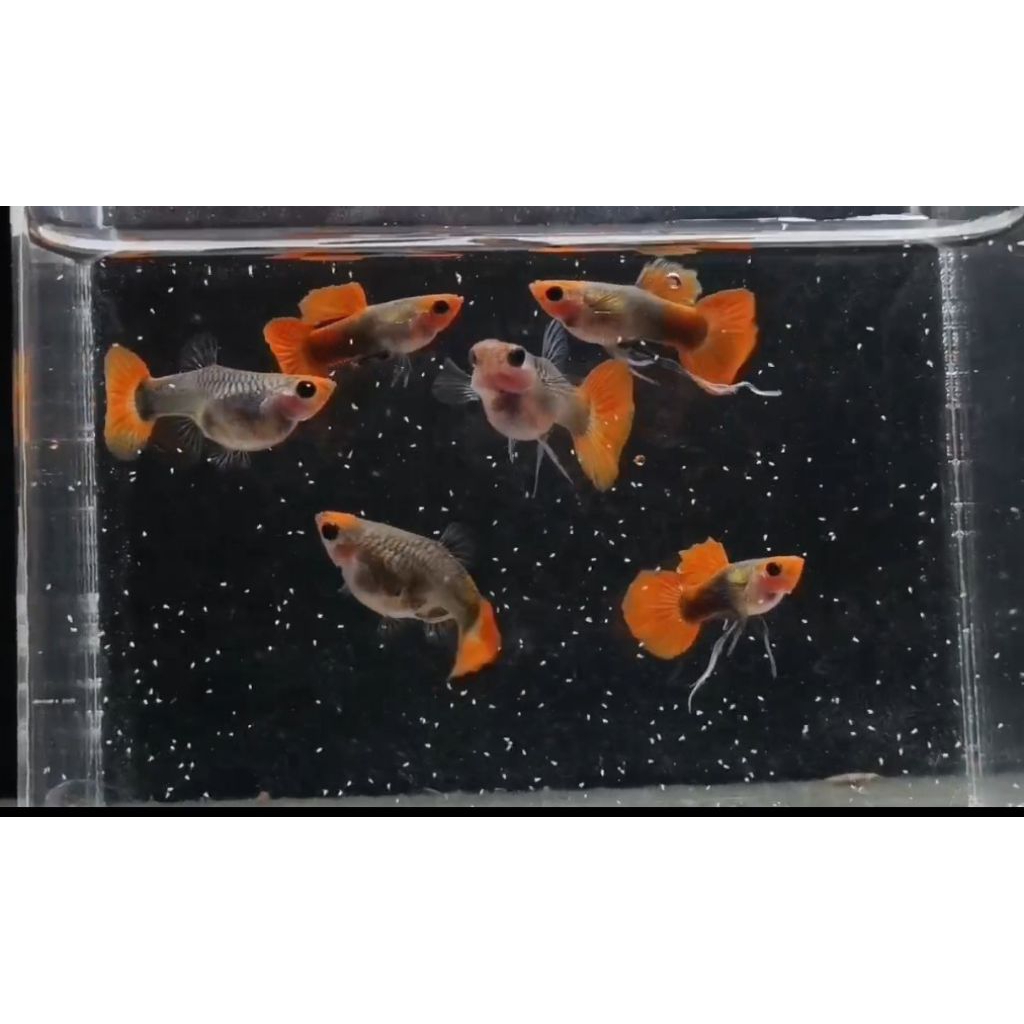 hiasan guppy tuxedo koi glasbeli ribbon
