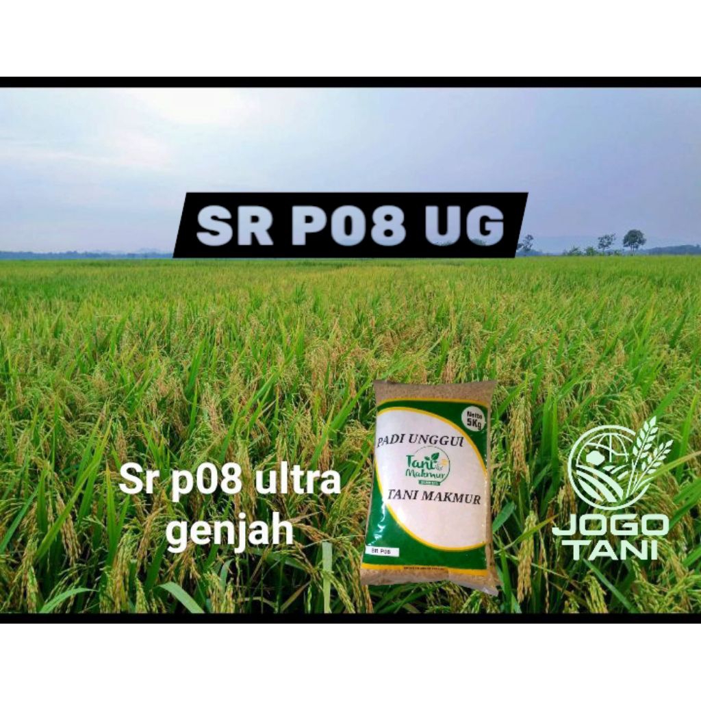 PADI SUPER GENJAH SR P08 UG