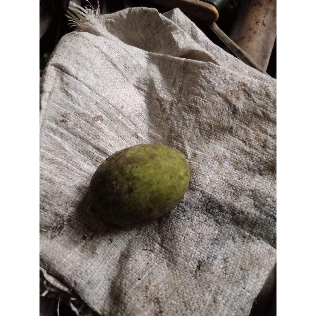 

buah pakel segar,limus mentah dan mateng./biji,perbuah