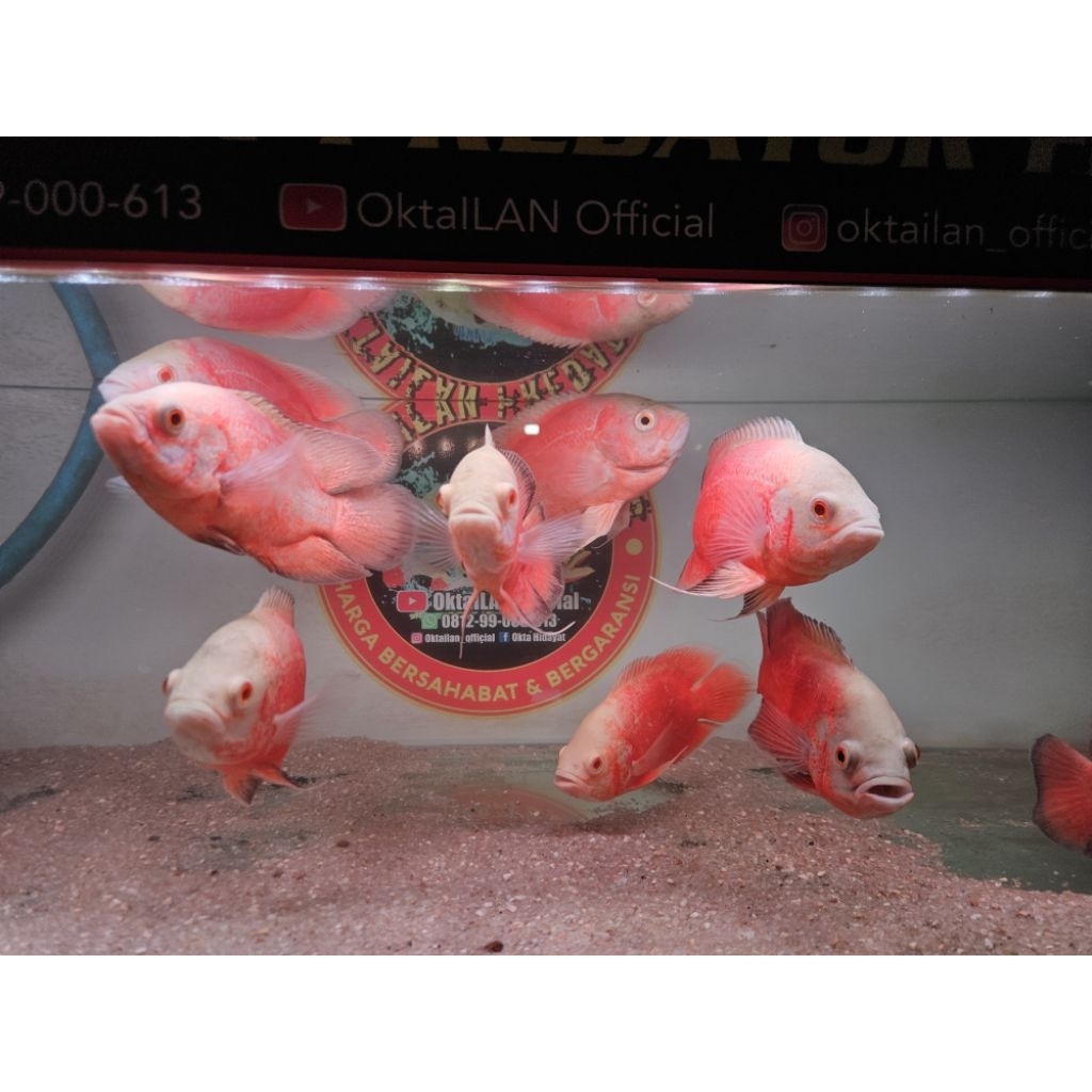 ikan oscar red chili sehat istimewa