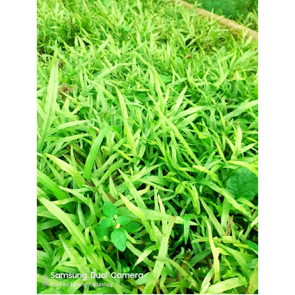 kadaka trident tanaman aquascape