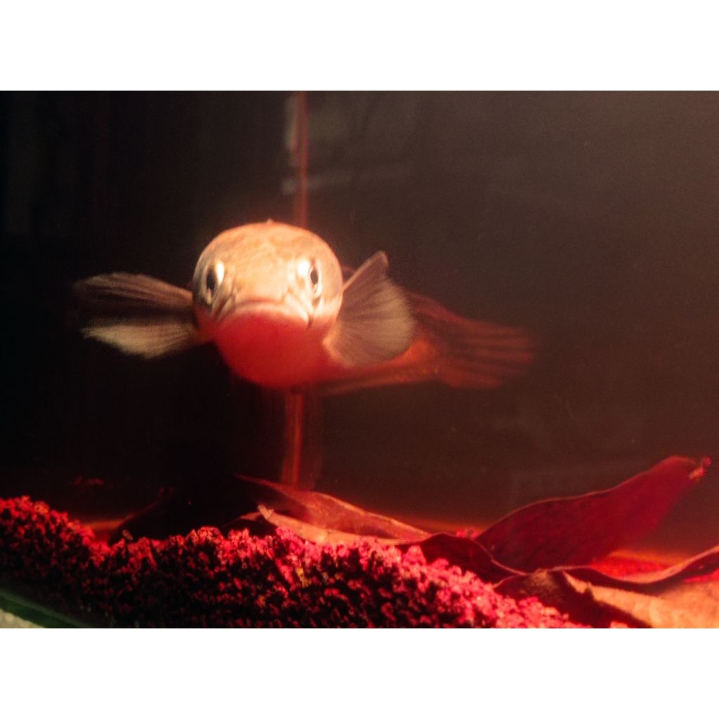 Channa Maru Trengganu Jumbo