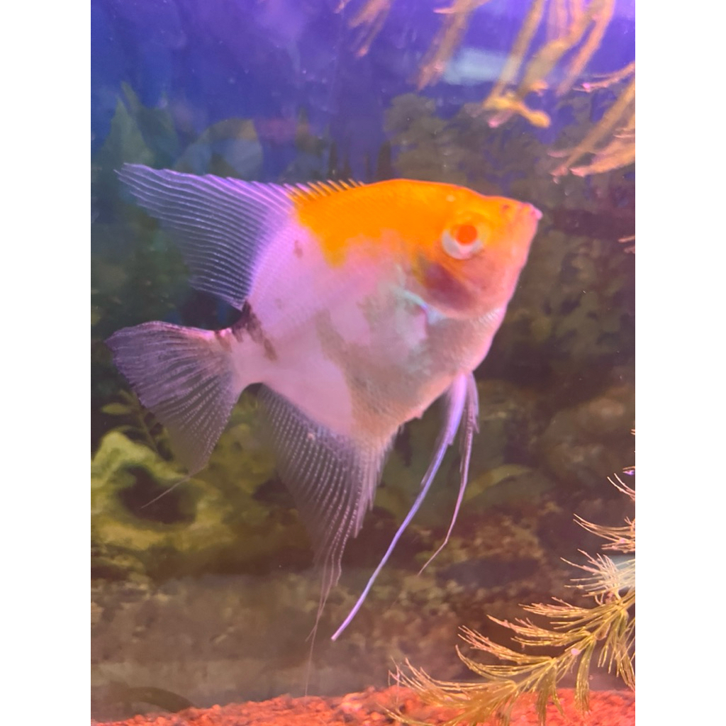 Manfish Red Cap Albino Female 4,5cm