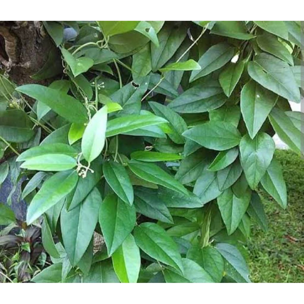 

daun cincau kecil/cincau rambat/bahan cincau 100lembar