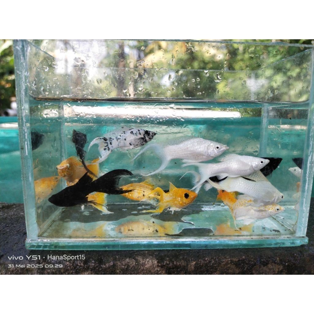 Molly Long Cawang(Gold, Lemon, Platinum,Black, Marble)