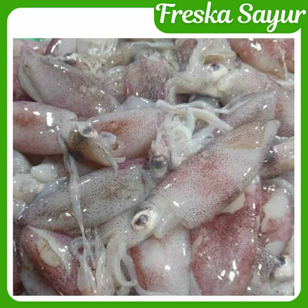 

Cumi Basah Ukuran Kecil Segar 500 gr
