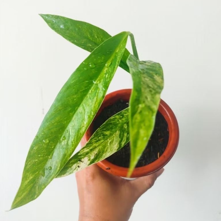 Raphidopora megasperma varigata