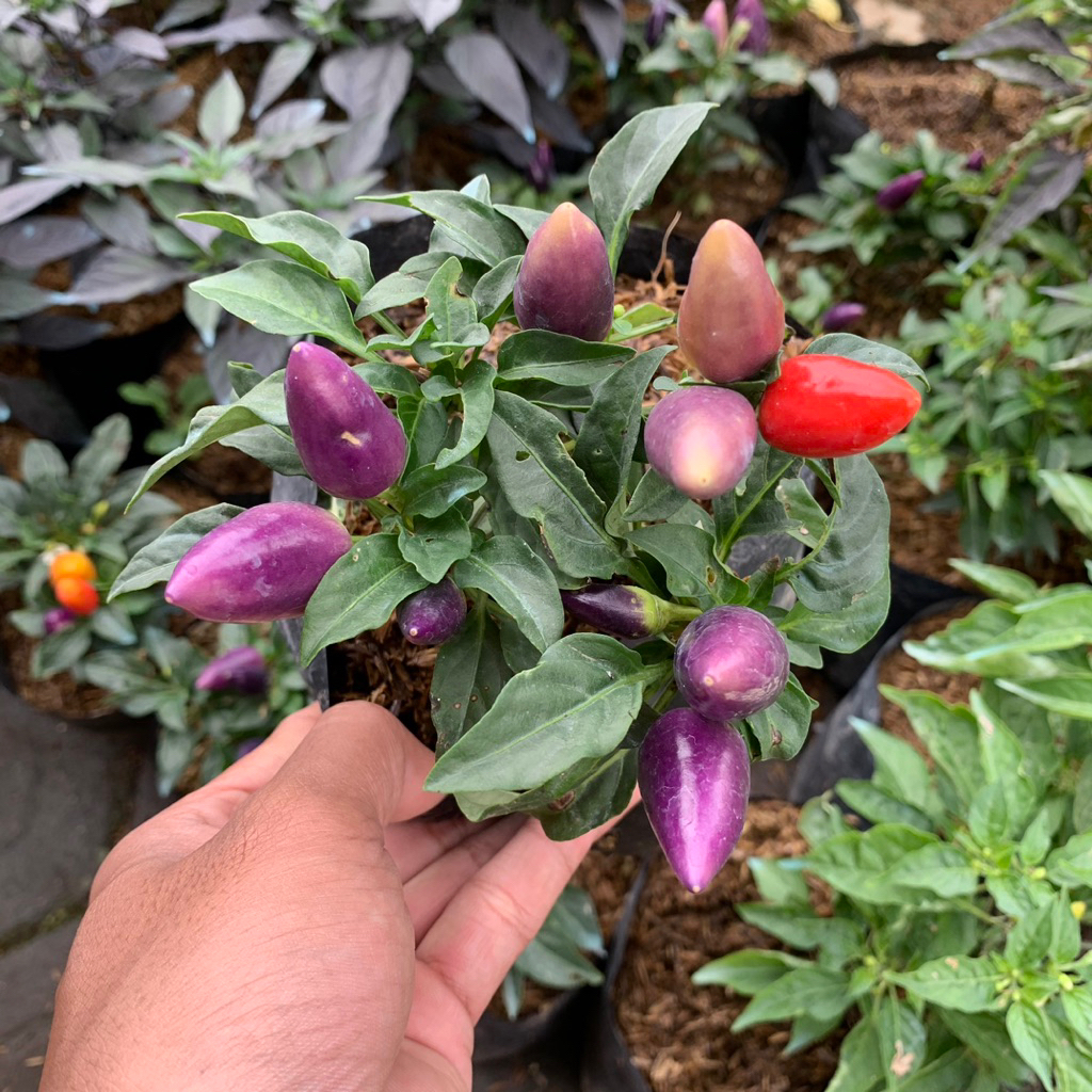 

Bibit Tanaman cabe pelangi rimbun - cabai hias Bolivian Rainbow