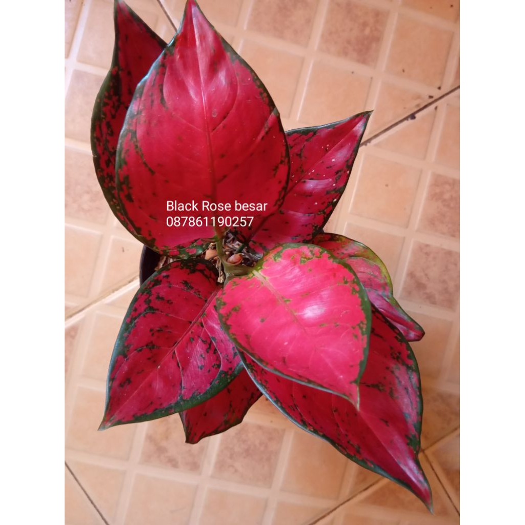 Aglonema suksom black rose Hughes rinjani Moonlight Harley Quinn dll