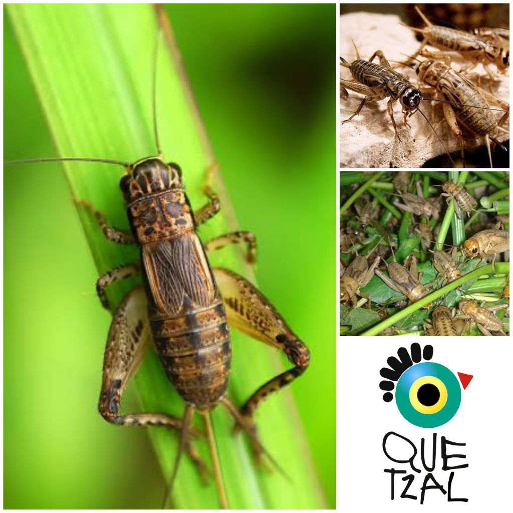 Jangkrik Pakan Burung & Reptile