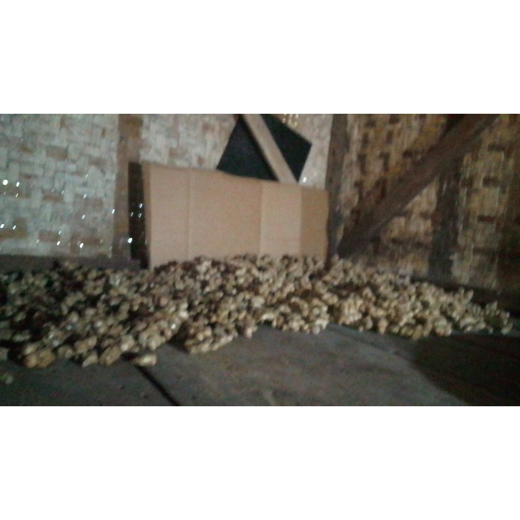 

kunyit hitam asli original 250gr