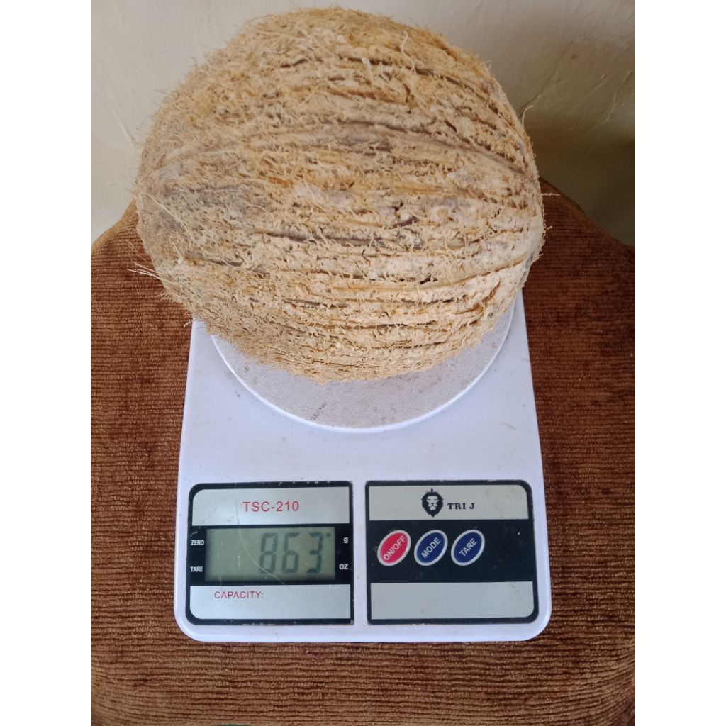

Kelapa Tua Utuh Segar Berat 700-863 Gram