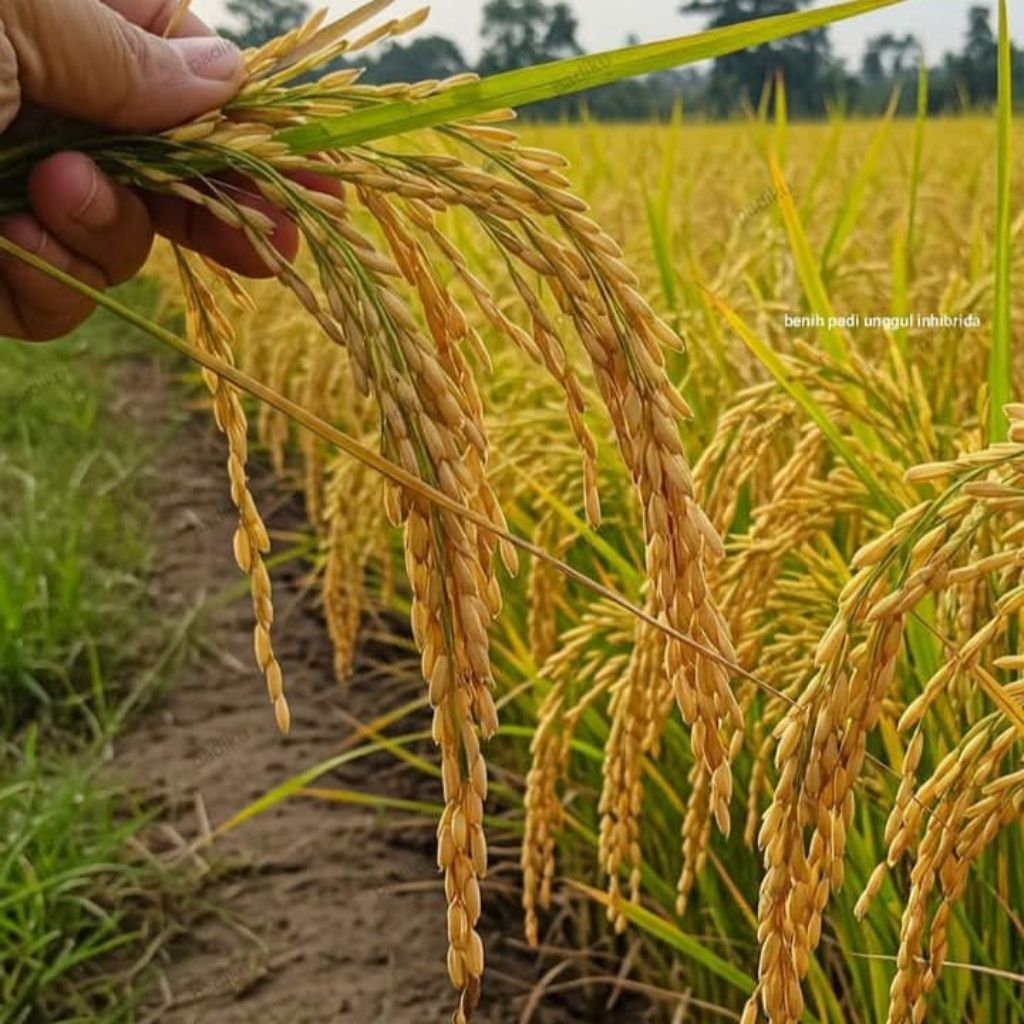 

CIHERANG LUMBUNG MAS 5KG