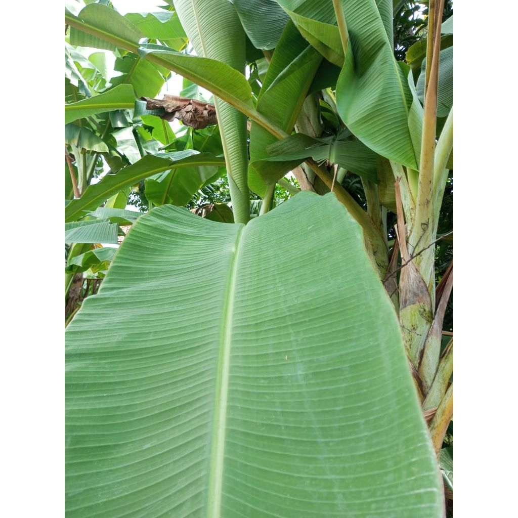 

daun pisang fress (segar)