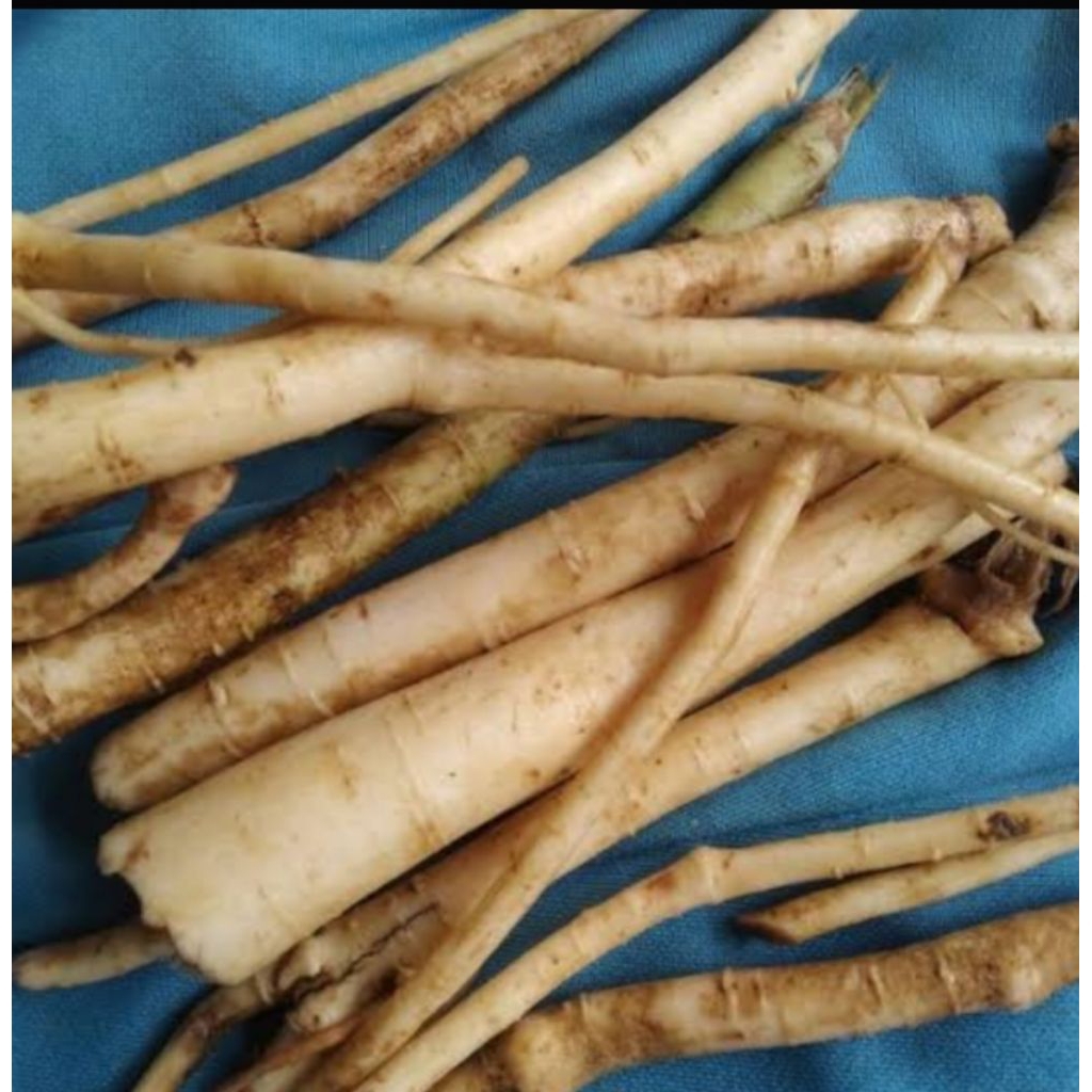 

jual akar pepaya/gedang 500gram fred