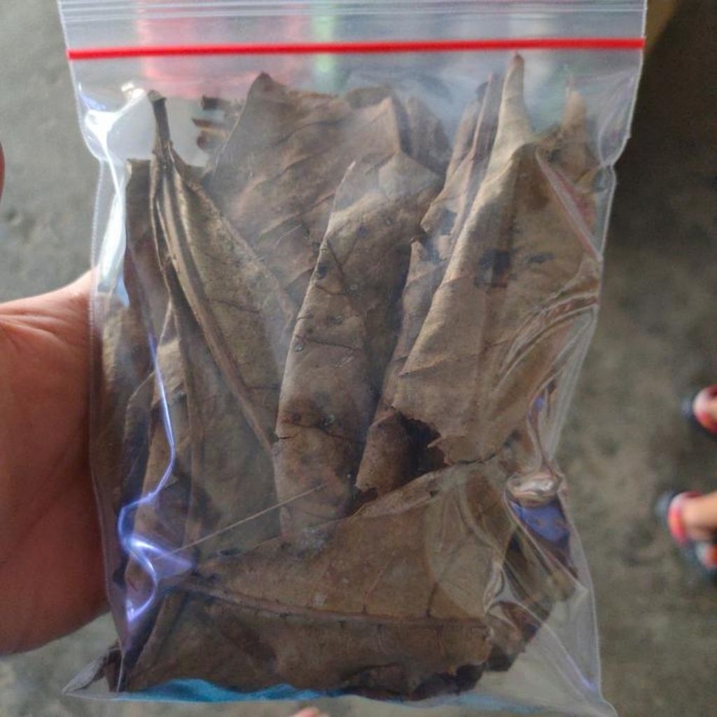 

Daun Ketapang Laut Kering Kemasan