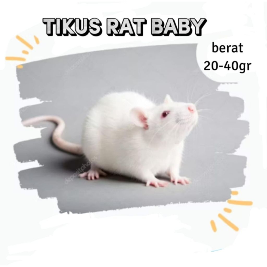 Tikus putih Rat Sapih / baby