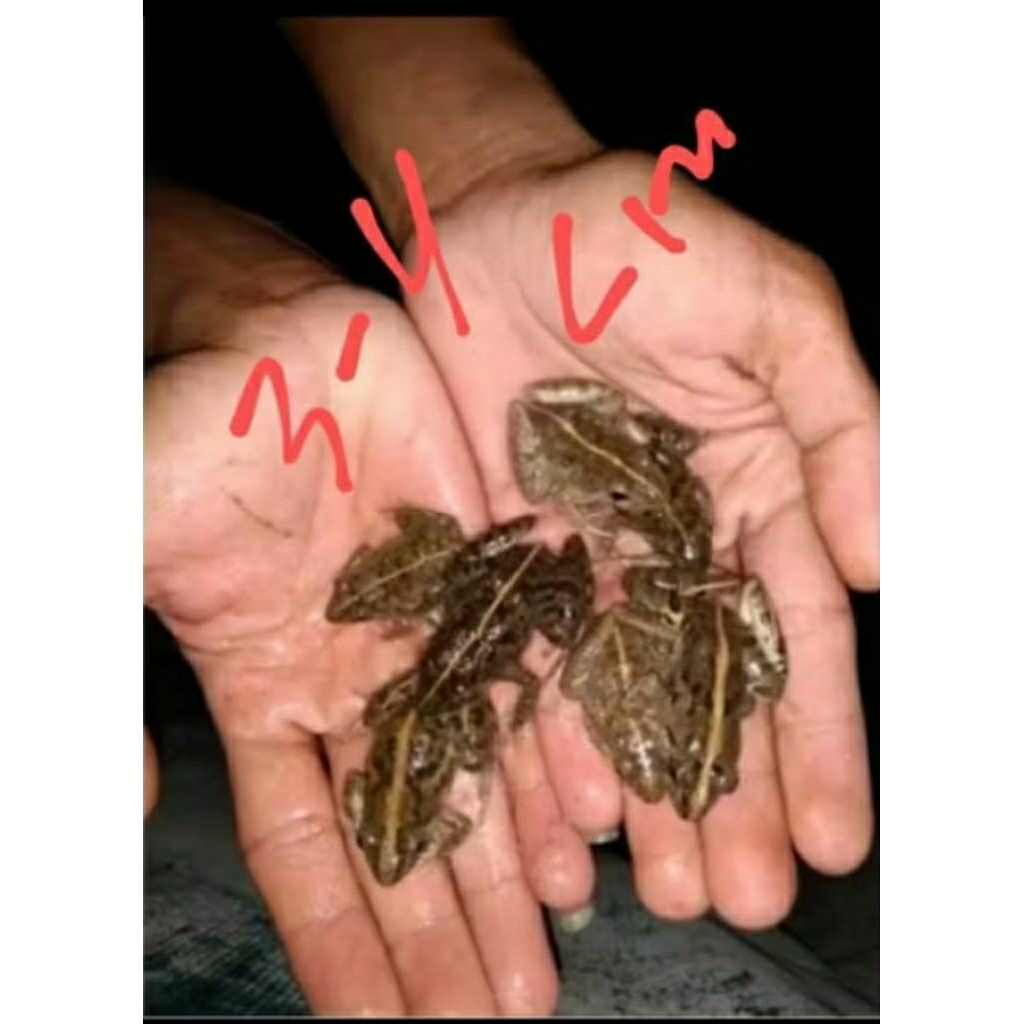 kodok sawah isi 10pcs.