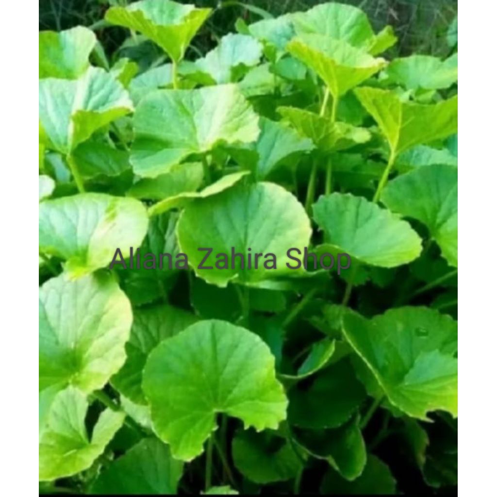 

Tanaman Pegagan segar Daun Antanan lalapan segar obat herbal 500gr