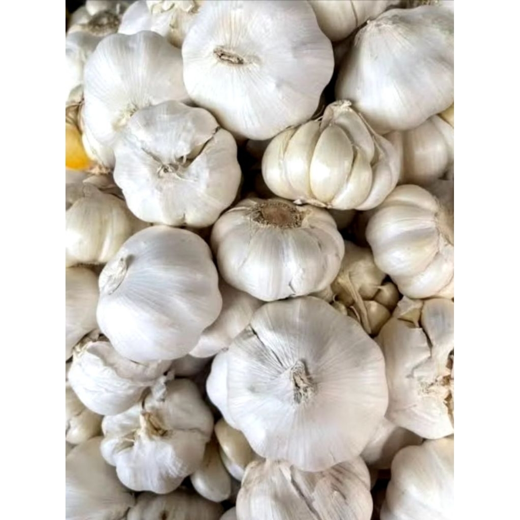 

Bawang putih honan sinco 1kg