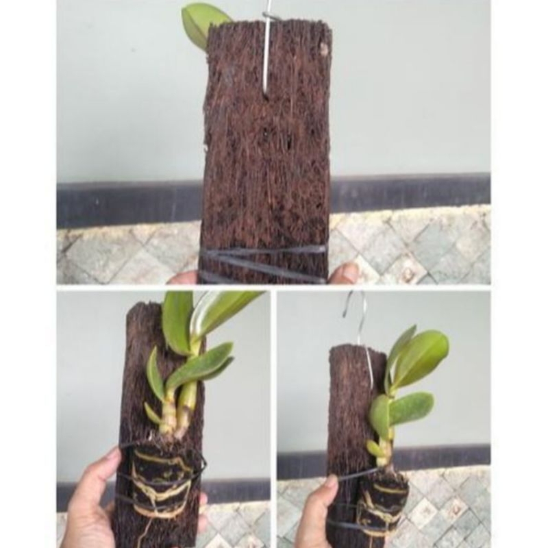 Media tempel anggrek papan pakis