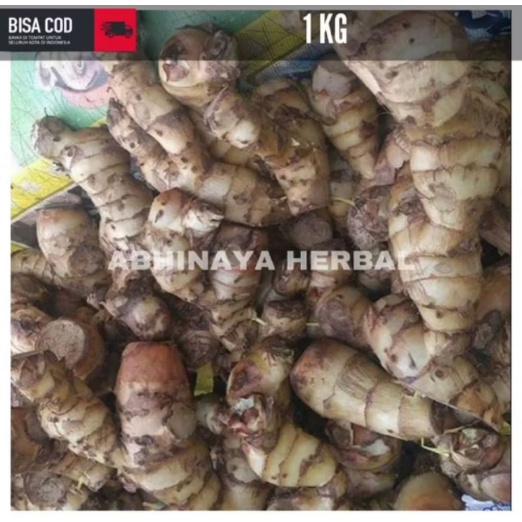 

Umbi ganyong segar / umbi ganyong fresh 1kg