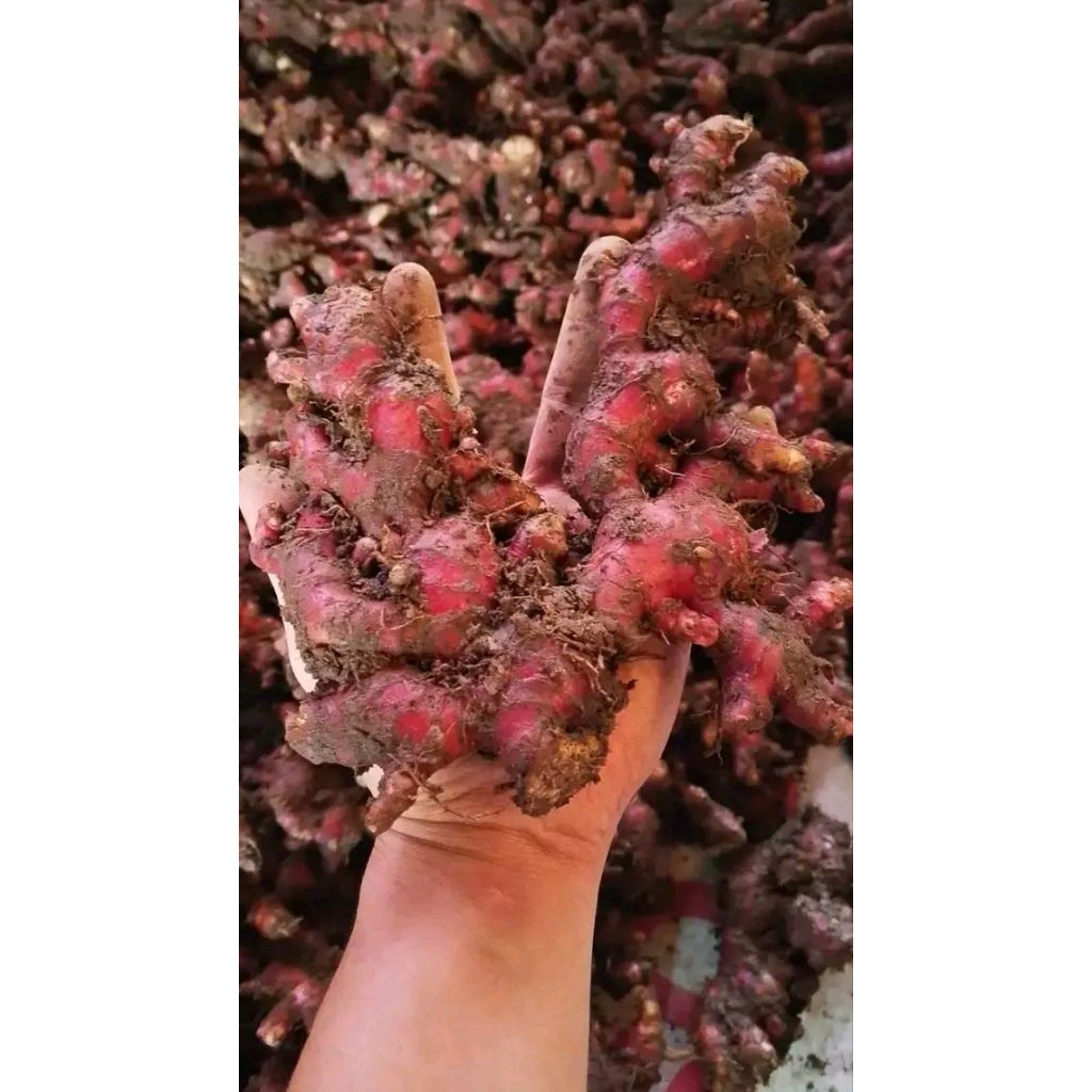 

jahe merah segar 1kg