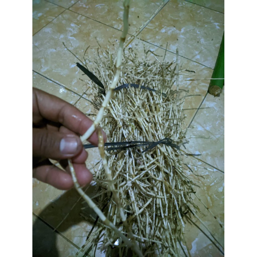 

Alang Alang Fresh Tanaman Berat 500 Gram