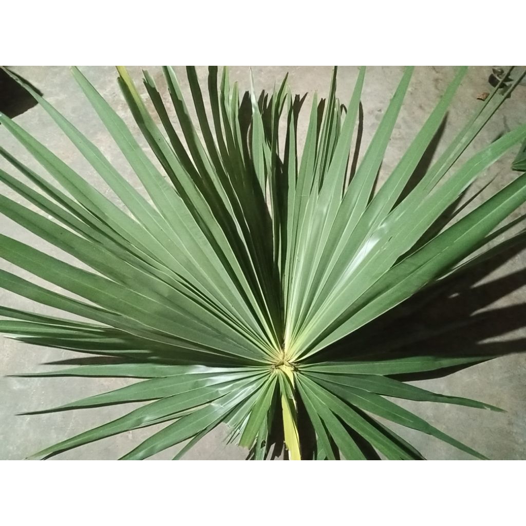 

Daun Siwalan Tua Fres Dan Hijau Sangat Cocok Untuk Bahan Kerajinan Tangan(Duan Diambil Dari Pohon Besar,Sehingga Daun Ini Hasilnya Sangat Lebar Dan Merekah)