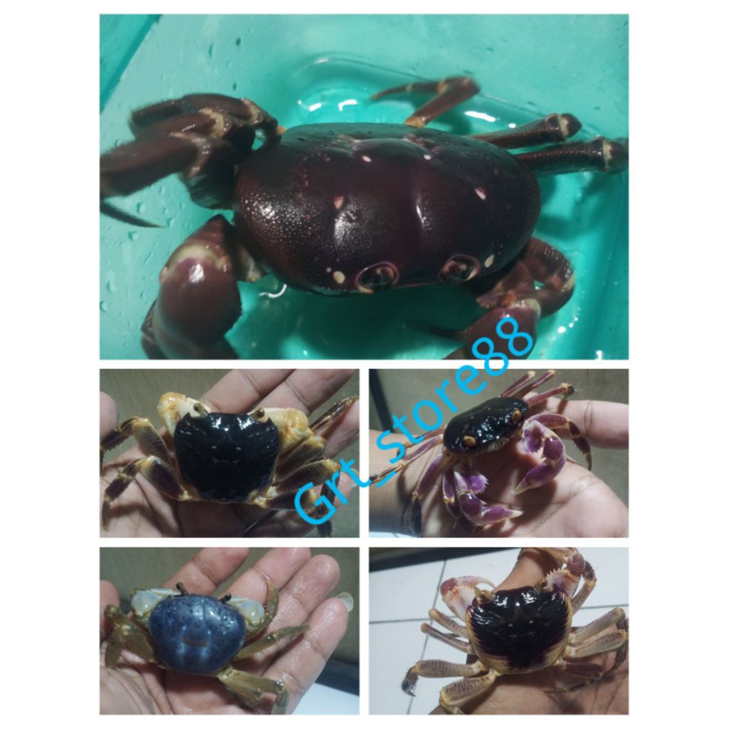 

Kepiting Hias Lalandi Air Tawar ( Lalandi Gecarcoidea crab ) Aquascape