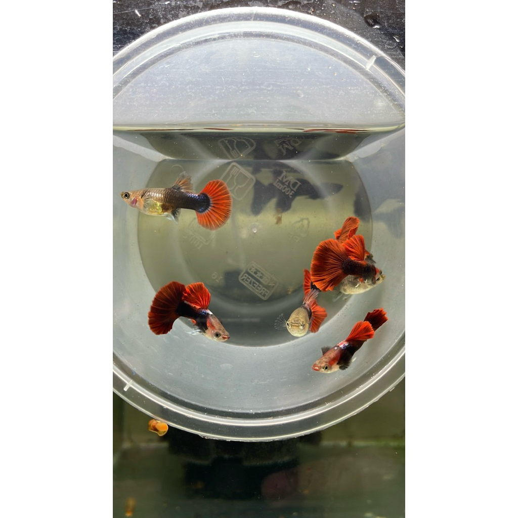 hiasan aquarium GUPPY HB RED ROSETAIL