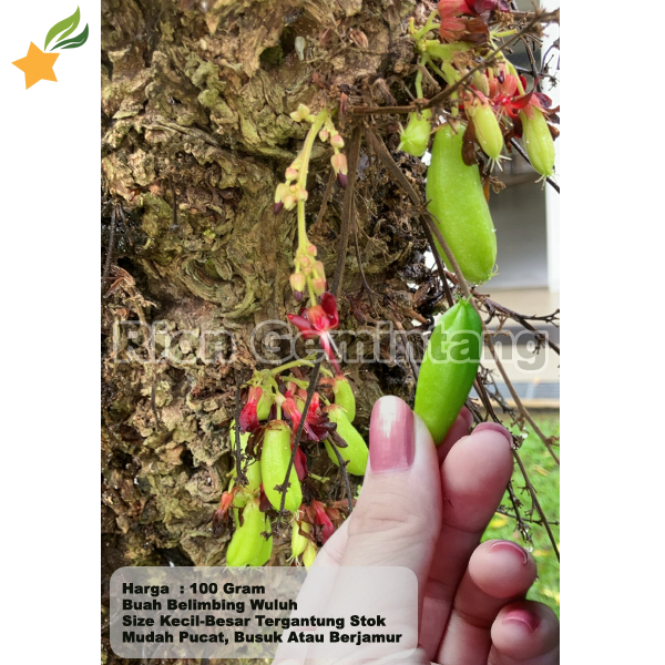 

Buah Belimbing Wuluh Segar Khusus JABODETABEK Per 100 Gram