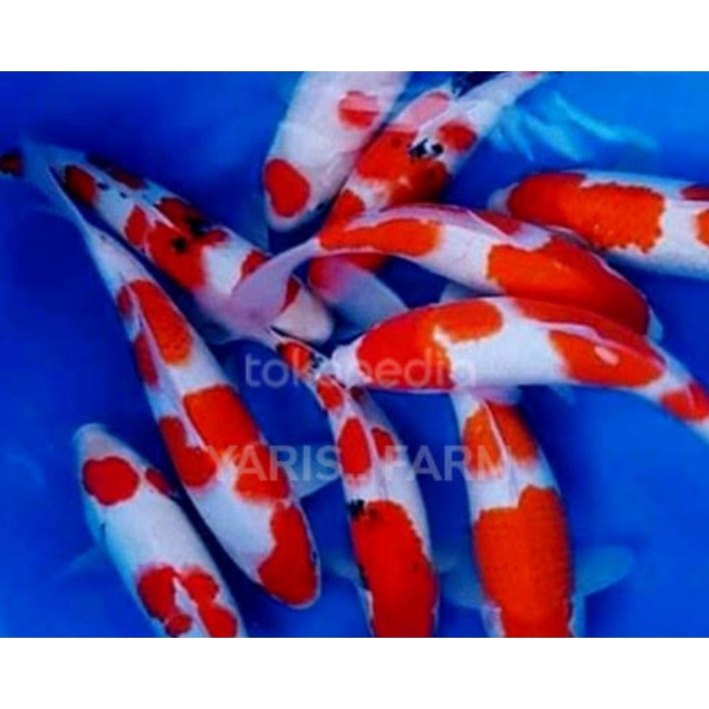 bonus umpan ikan. dekorasi Akuarium koi khako asli Blitar isi 10.