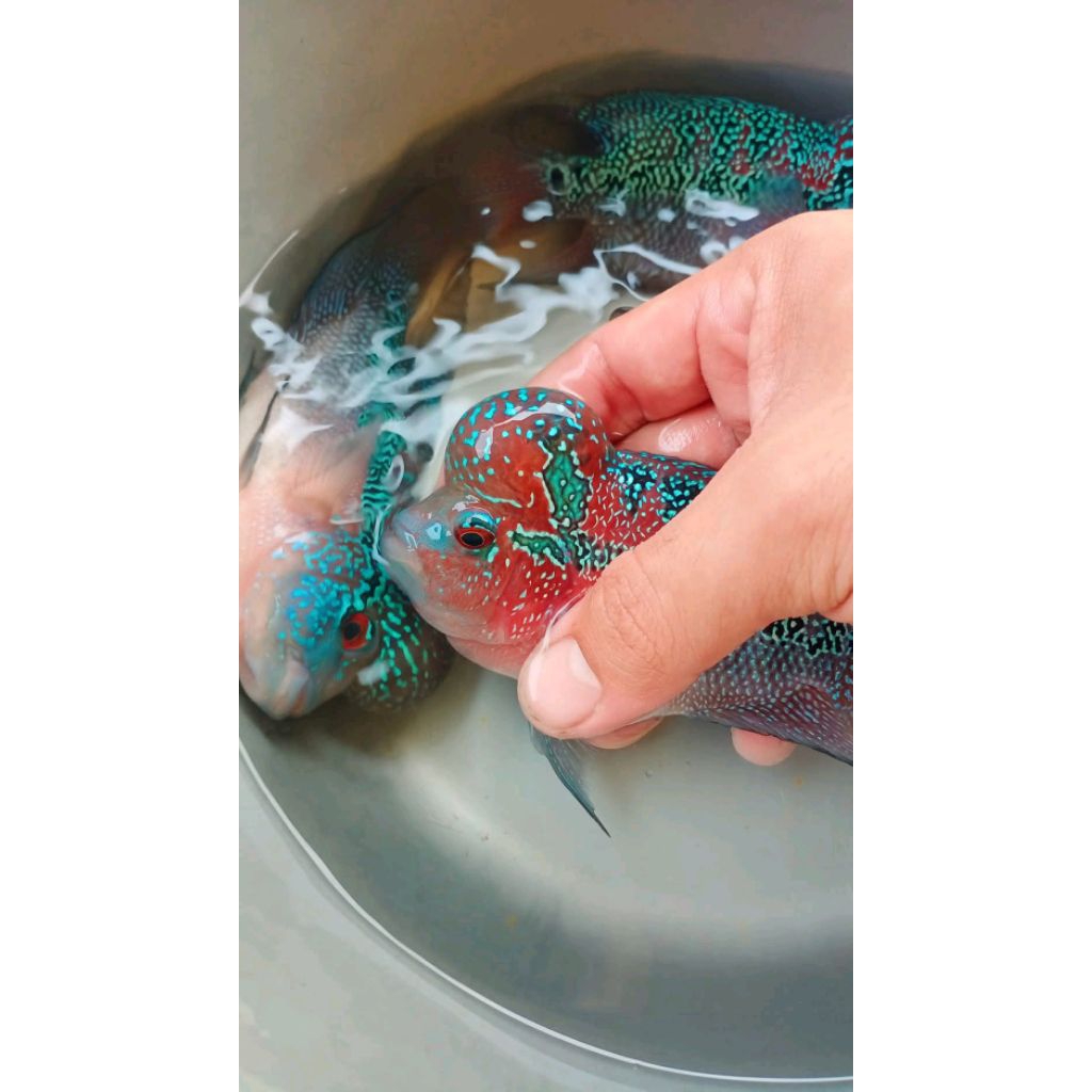 burayak louhan srd x cencu