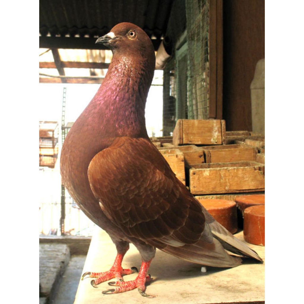 Merpati balap kentong / tinggian / sprint / kebut