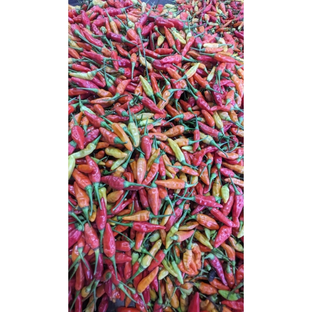 

cabai ori fresh 500g