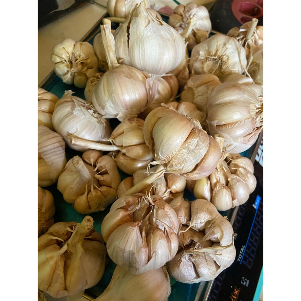 

bawang Putih sincu isi 500gr 1kg Terbaik Sortir dikirim hari ini