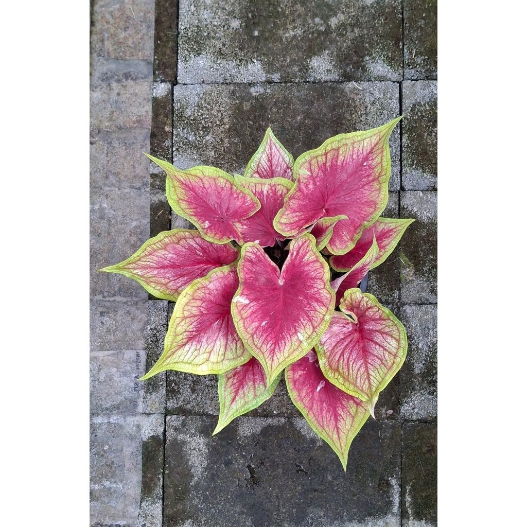 Caladium amphana yellow