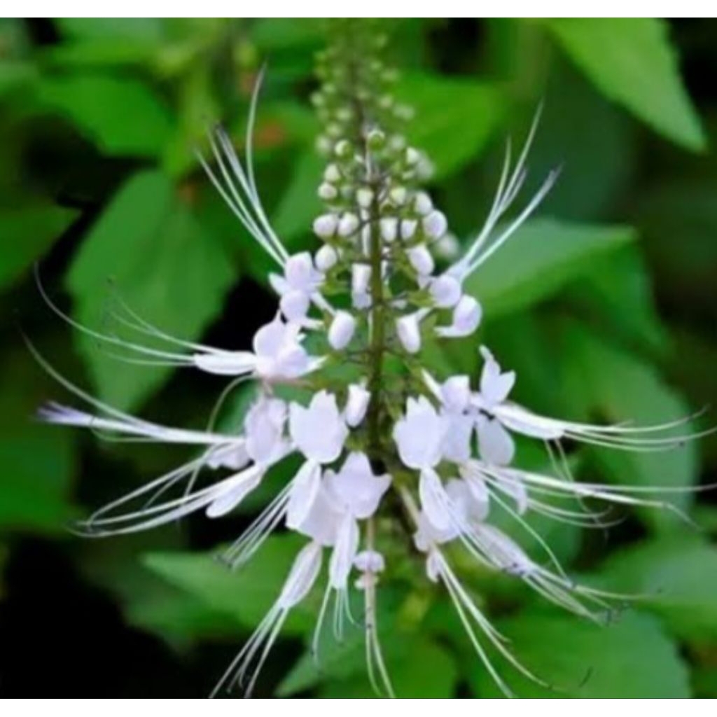 

Jual daun kumis kucing segar petik langsung dari kebun 250 g