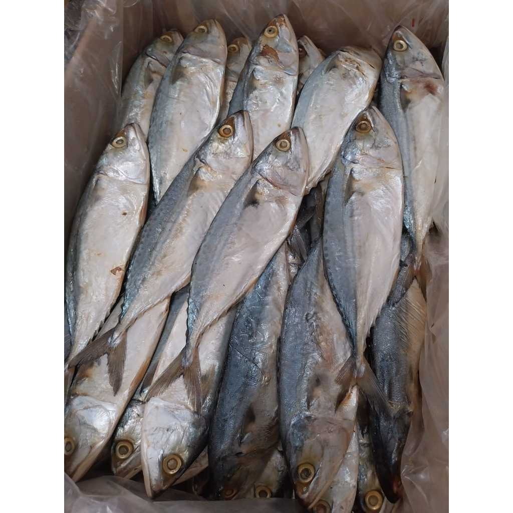 

Ikan Asin Pedak Putih 1 Ekor