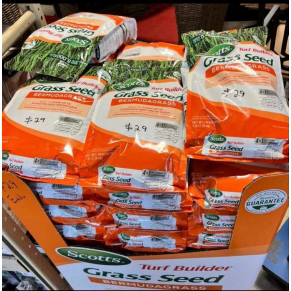 Biji Rumput Bermuda grass Scott 1kg - Benih Rumput Bermuda Grass Original