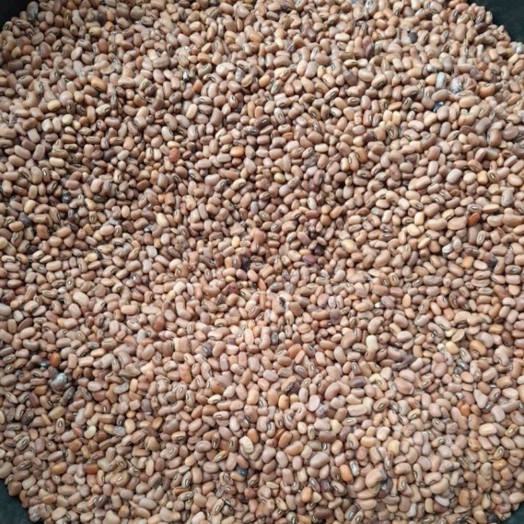 

PROMO!!! kacang tunggak /kacang tolo mentah 1kg