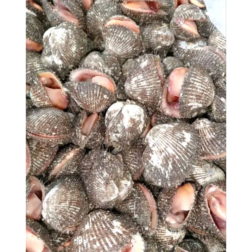 

Kerang Bulu