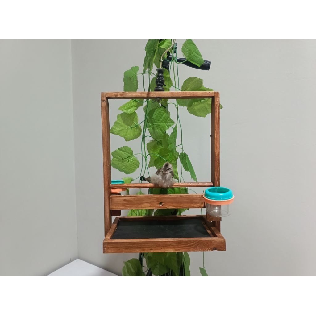 Sangkar Burung Layang Kutilang Tekukur Aesthetic Warna Coklat Walnut