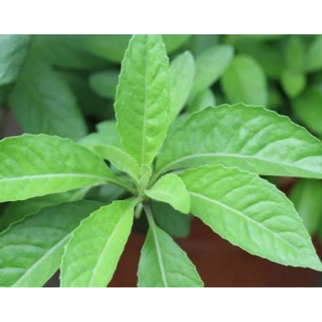 

Daun Sambung Nyawa / Gynura Procumbens Herbal alami